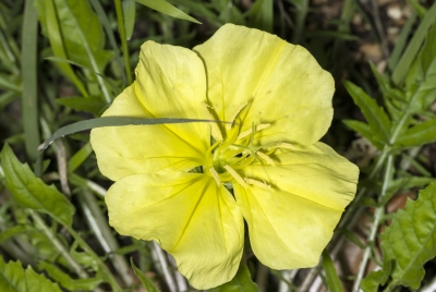 Evening Primrose